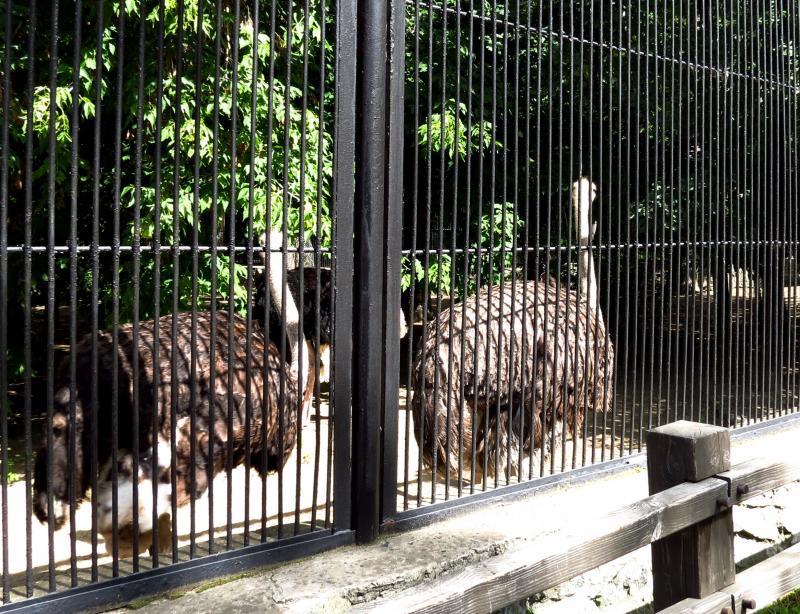 Компания БиоПро опекает африканских страусов Новосибирского зоопарка
