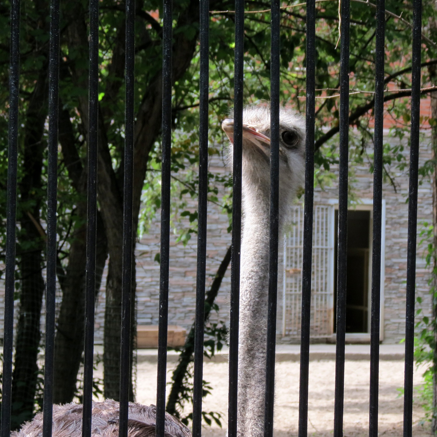 Компания БиоПро опекает африканских страусов Новосибирского зоопарка